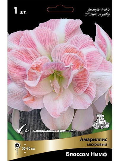 Луковицы Амариллис махровый, Блоссом Нимф