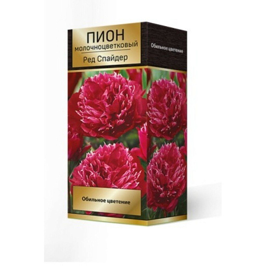Пион молочноцветковый Ред Спайдер, 2-3/Кор