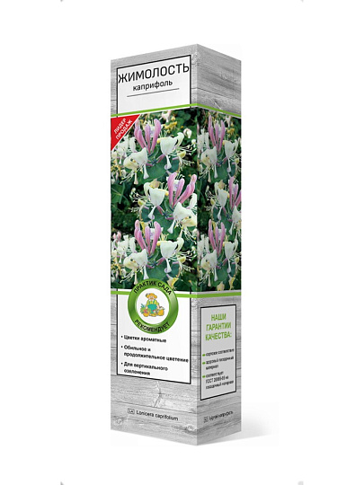 Саженцы Жимолость каприфоль, цветки кремово-белые, душистые, 750880