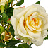 Цветок искусственный в кашпо, 44 см, Y4-6959 - фото 3