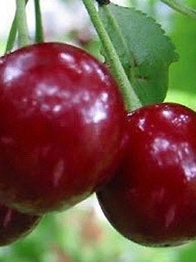 Саженцы Вишня, Саратовская малышка, 7791372