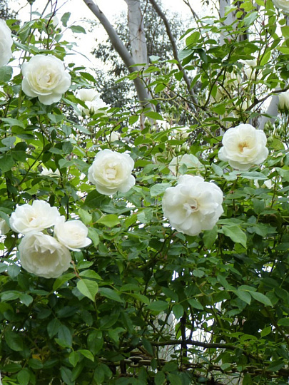 Саженцы Роза плетистая, Клайминг Айсберг, белая