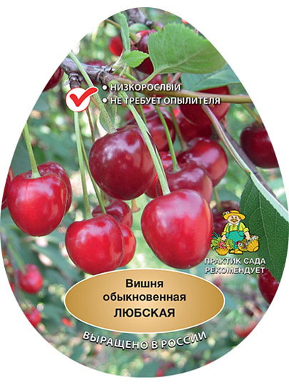 Саженцы Вишня, Любская, поздняя,темно-красная, крупная, 751543