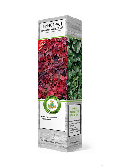 Саженцы Виноград пятилисточковый, Партеноциссус