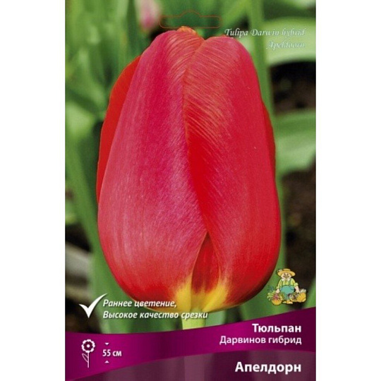 Луковицы Тюльпан Дарвинов гибрид, Апелдорн, 11-12/К, 10 шт