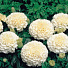 Семена Цветы, Бархатцы, Эскимо, 0.05 г, прямостоящие, цветная упаковка, Аэлита - фото 2