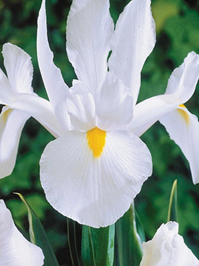 Луковицы Ирис голландский, Уайт ван Влиет, 7-8, 10 шт