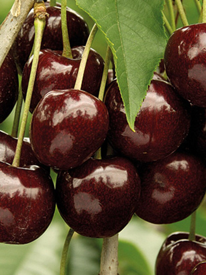 Саженцы Черешня, Валерий Чкалов, 762986