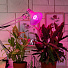 Лампа светодиодная для растений, E27, 10 Вт, 130-270 В, Б0050600, Эра, FITO-10W-RB-E27 - фото 7