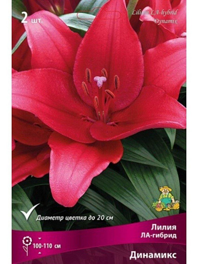 Луковицы Лилия ЛА-Гибрид, Динамикс, 14-16, 2 шт