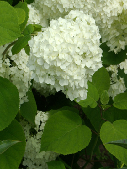 Саженцы Гортензия метельчатая, Грандифлора, цветки белые, цветение обильное, 750762