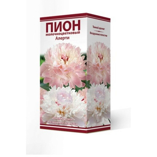 Пион молочноцветковый Алерти, 2-3/Кор