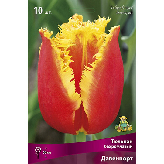 Луковицы Тюльпан бахромчатый, Давенпорт, 11-12/К, 10 шт