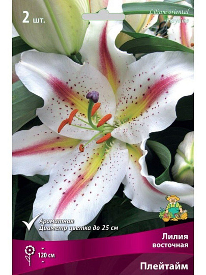 Луковицы Лилия восточная, Плейтайм, 14-16, 2 шт
