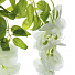 Цветок искусственный декоративный Акация, 80 см, белый, Y4-7918 - фото 2