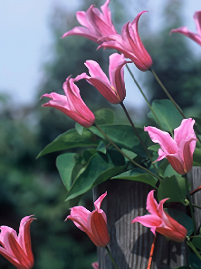 Саженцы Клематис ботанические, Дачес оф Албани, 751298