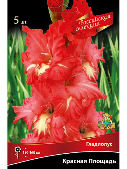 Луковицы Гладиолус крупноцветковый, Красная Площадь, Российская селекция