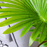 Дерево искусственное декоративное Пальма, в кашпо, 100 см, Y4-3403 - фото 2