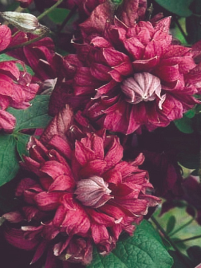 Саженцы Клематис ботанические, Пурпуреа Плена Элеганс, 751300