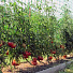 Сетка садовая для томатов, полиэтилен, 50 x 60 мм, 100х500 см, 60 ячеек, Ф-60/1/5 - фото 5
