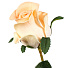 Цветок искусственный Роза, 42 см, шампань, Y4-6944 - фото 2