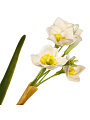 Цветок искусственный декоративный Нарцисс, 40 см, белый, Y4-7954 - фото 2