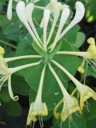 Саженцы Жимолость каприфоль, цветки кремово-белые, душистые, 750880