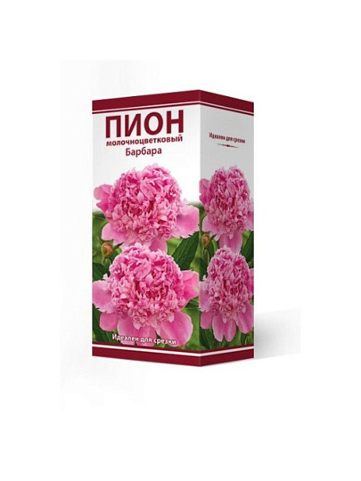 Корневище Пион молочноцветковое, Барбара, 2-3/Кор