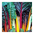 Семена Мангольд, Весенняя радуга, 1 г, цветная упаковка, Аэлита - фото 3