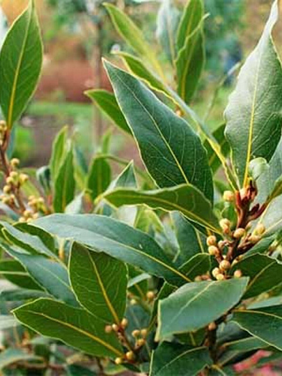 Саженцы Лавр благородный, 00000811116