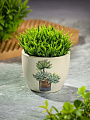Кашпо керамика, 0.2 л, 6.5х8х6.5 см, в ассортименте, Кактусы, Y3-1295/318493