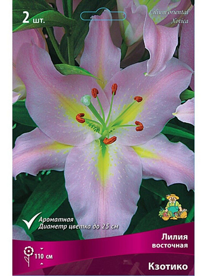 Луковицы Лилия восточная, Кзотико, 14-16, 2 шт