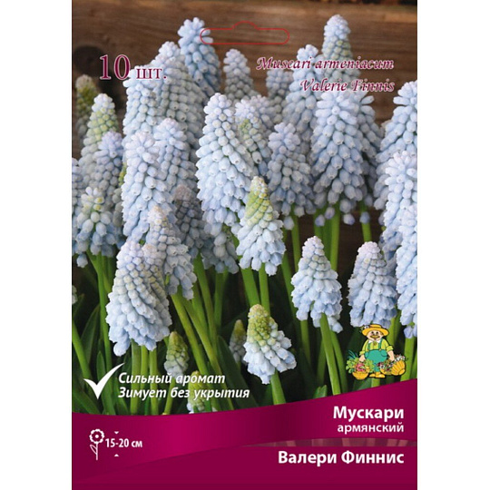 Луковицы Мускари армянский, Валери Финнис, 7-8/К, 10 шт