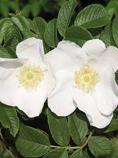 Саженцы Роза морщинистая, Альба, 751040