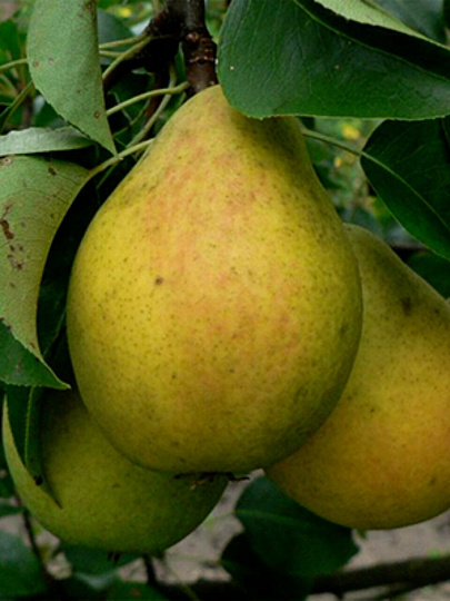 Саженцы Груша Кафедральная, Красавица Черненко (Русская красавица), 763525