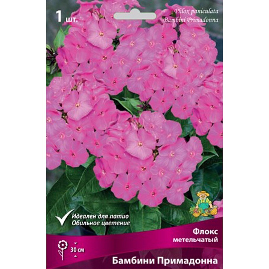 Саженцы Флокс метельчатый, Бамбини Примадонна