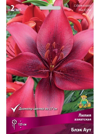 Луковицы Лилия азиатская, Блэк Аут, 14-16