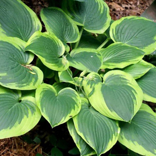 Корневище Хоста гибридная, Абиква Мунбим