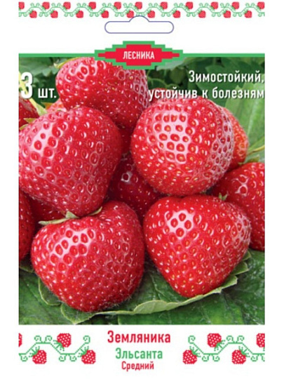 Саженцы Земляника садовая, Эльсанта, 3 шт, 707155
