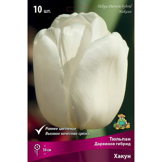 Луковицы Тюльпан Дарвинов гибрид, Хакун, 11-12, 10 шт