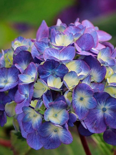 Саженцы Гортензия крупнолистовая, Люкс Блум Стар, цветёт всё лето, 846962