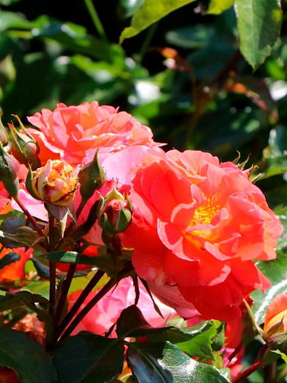 Саженцы Роза флорибунда, Братья Гримм