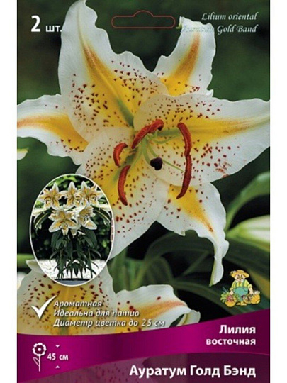 Луковицы Лилия восточная, Ауратум Голд Бэнд, 14-16