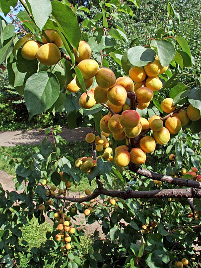 Саженцы Абрикос, Монастырский, 2-х лет, подвой семенной, алыча, 841594