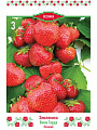 Саженцы Земляника садовая, Вима Тарда, 670447