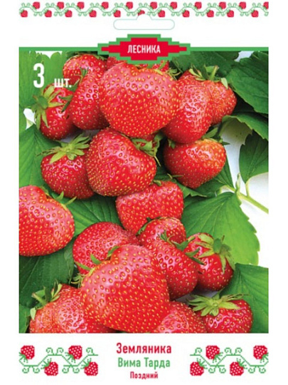 Саженцы Земляника садовая, Вима Тарда, 670447