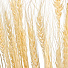 Цветок искусственный декоративный Колосья, 70 см, песочный, Y6-10402 - фото 2