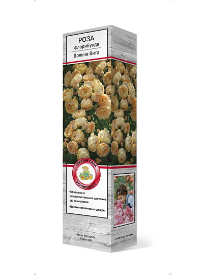 Саженцы Роза флорибунда, Дольче Вита 1