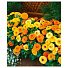 Семена Цветы, Календула, Календула балконная, 0.5 г, смесь сортов, цветная упаковка, Аэлита - фото 2