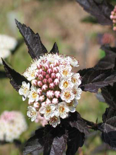 Саженцы Пузыреплодник калинолистные, Диаболо, 751032